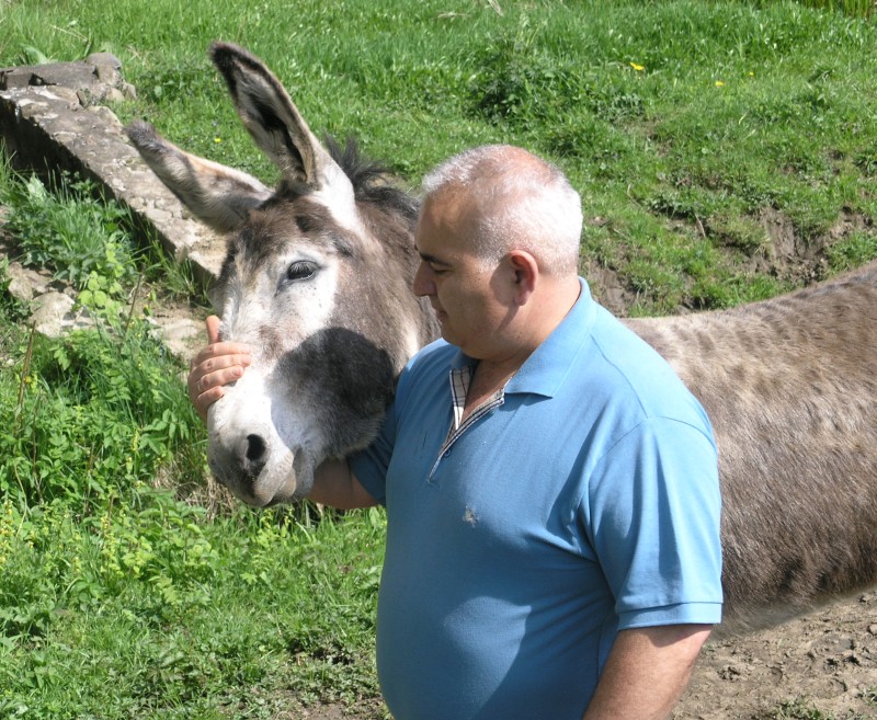 Młode osły zdjęcia