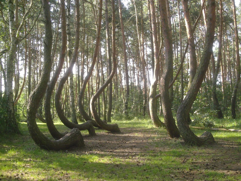 Znanenieznane.pl: Bajkowy Krzywy Las