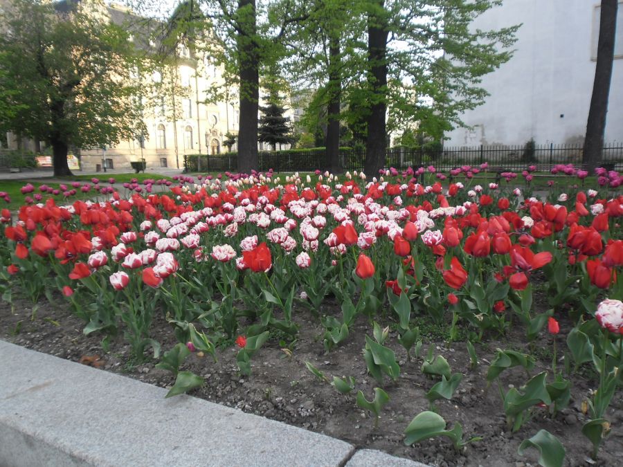 Najdroższe tulipany w życiu