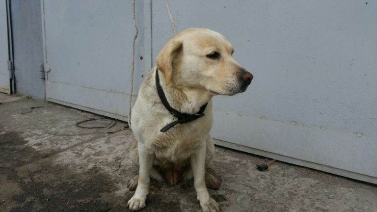 Czyja to labradorka?