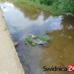 zalew (10)