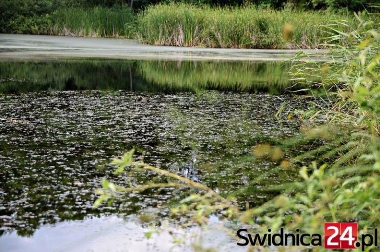Świdniczanie wspominają Hycla