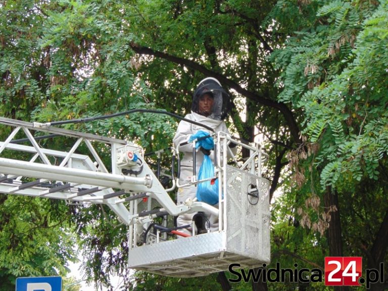 Rój pszczół w centrum miasta [FOTO]