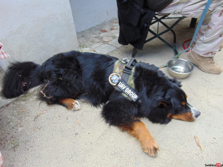 Wojskowy pies zwiedza Świdnicę [FOTO]