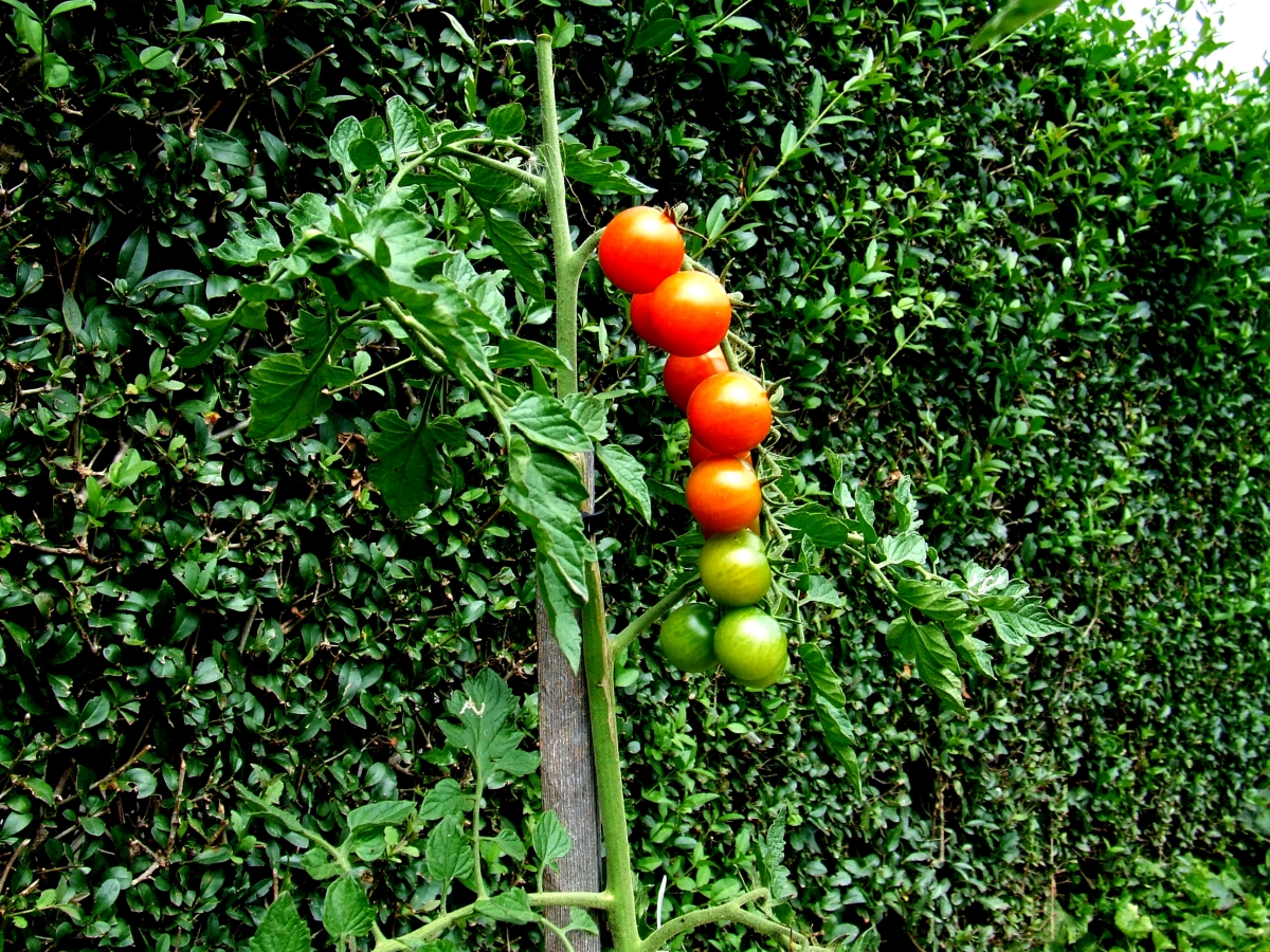 pomidorki-f-baniowski1