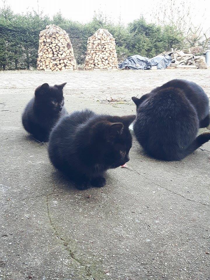 Czarne kociaki czekają na dom