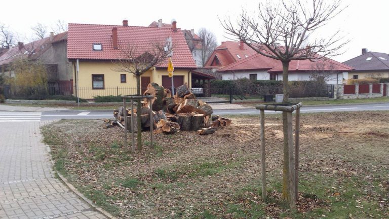 Rozdają drewno przed urzędem