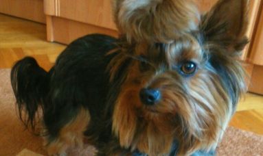 Pobili, okradli i zabrali yorka. Rodzina apeluje o pomoc