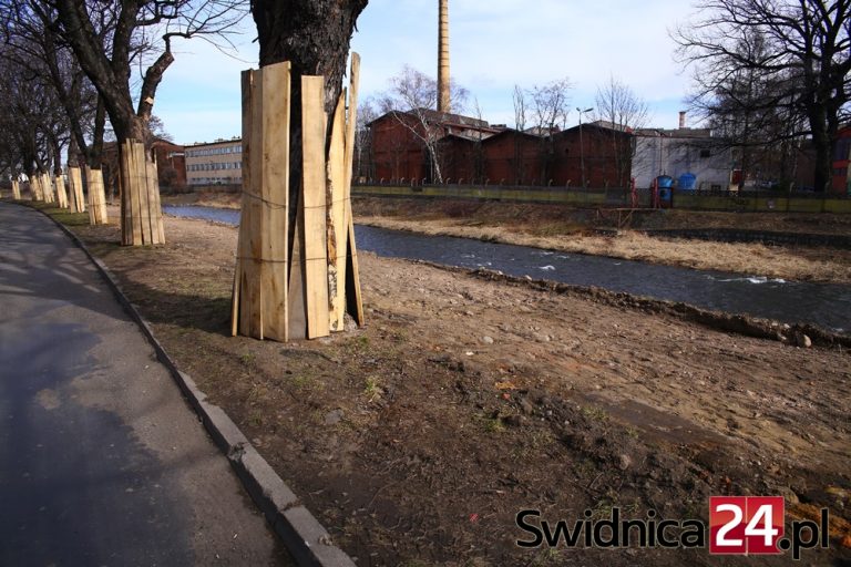 Budują ścieżki, oszczędzają drzewa