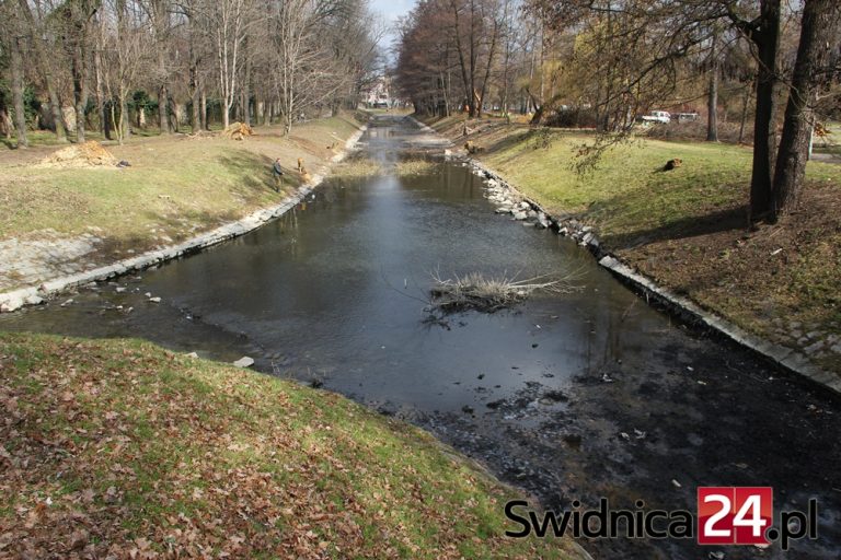 Za 200 wyciętych drzew posadzą ponad 330 nowych