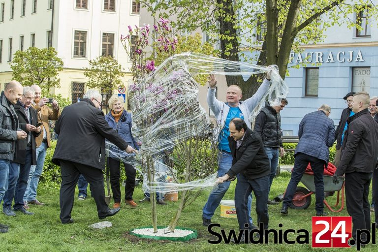 .Nowoczesna posadziła magnolię na pl. św. Małgorzaty [FOTO]