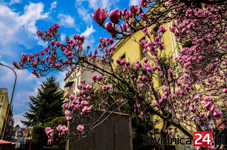 Świdnickie magnolie w pełnej krasie [FOTO]