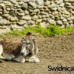 onoterapia lubachow 25.04 2017 (10)