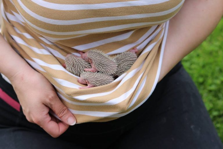 Rodzinka jeży cudem uratowana spod kosiarki [FOTO]