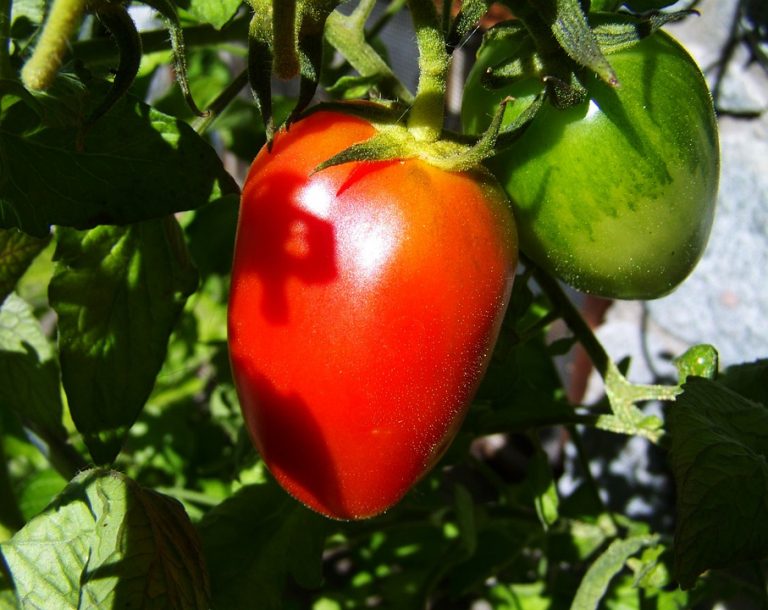 Zdrowe odchudzanie – czy to w ogóle możliwe?
