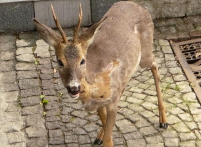 Uwaga na dzikie zwierzęta na drogach!