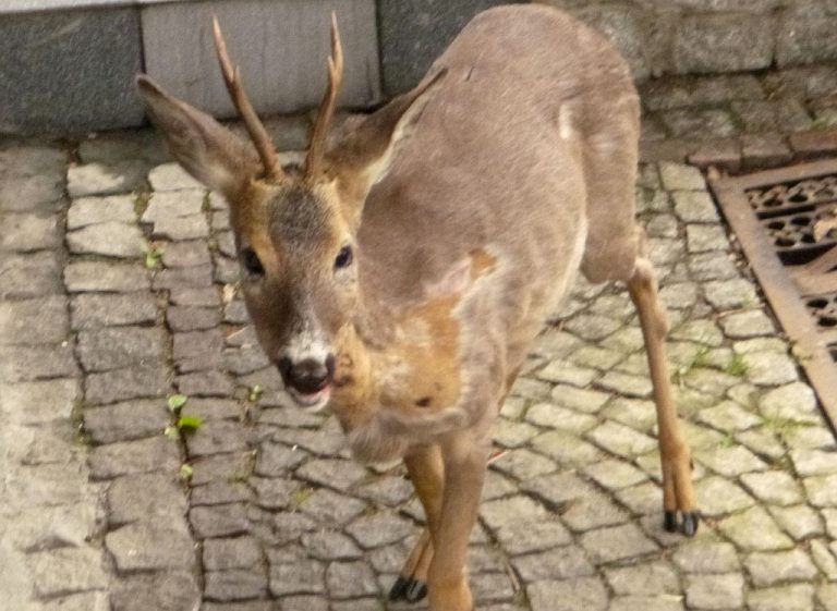 Sarny w mieście