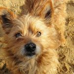 terrier (1)