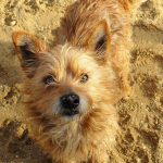 terrier (1)