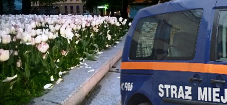 Wyładował złość na tulipanach