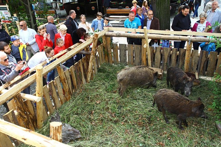 Święto Dzika z atrakcjami [PROGRAM]
