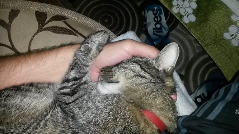 Agresywne psy zagryzły kota, mieszkańcy boją się o życie dzieci [FOTO]