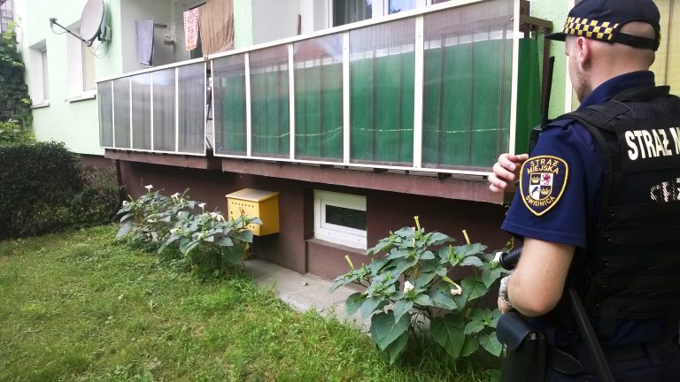 Trująca roślina pod balkonem [FOTO]