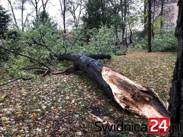 Synoptycy ostrzegają przed silnym wiatrem