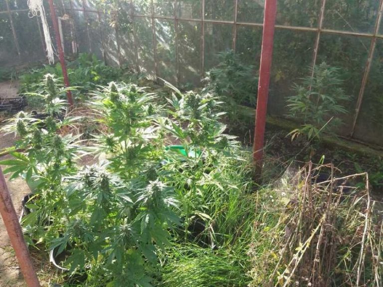 Marihuana wśród pomidorów [FOTO]