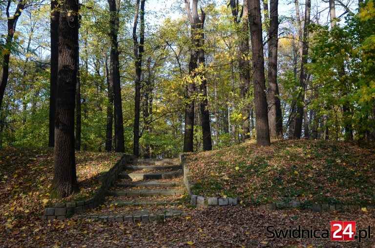 Ponad 340 drzew z parku Sikorskiego do wycinki. Czy to konieczne?