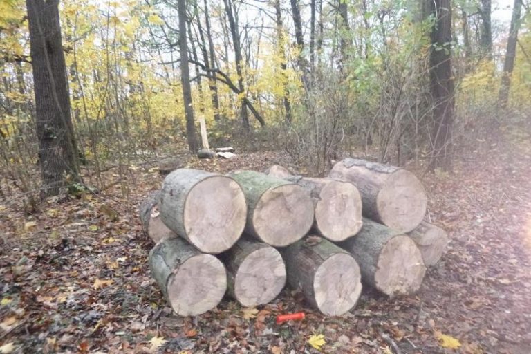 Wycięli nielegalnie 21 drzew na Strzelnicy [FOTO]