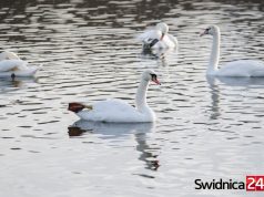 Łabędzie z ptasią grypą. Powiat świdnicki w strefie objętej zakażeniem