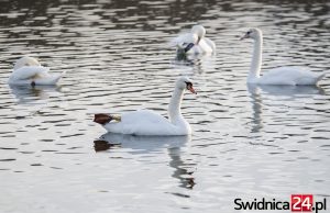 Łabędzie z ptasią grypą. Powiat świdnicki w strefie objętej zakażeniem