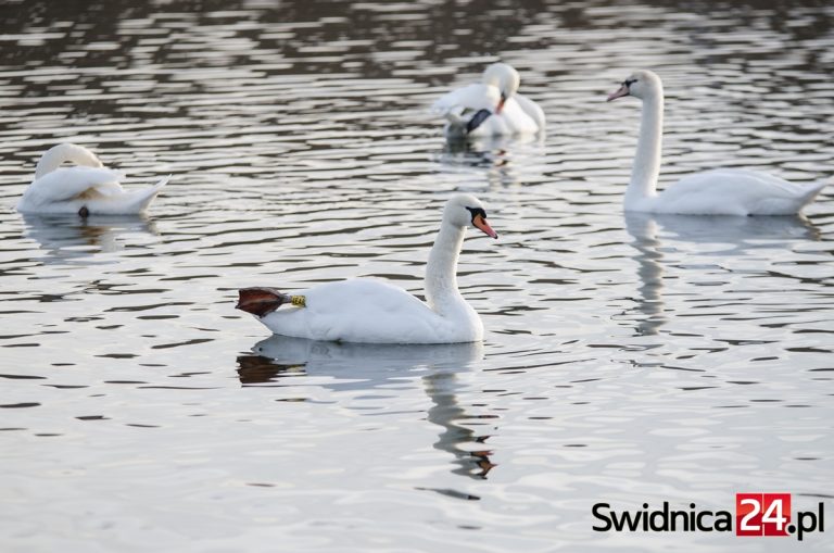 Łabędzie z ptasią grypą. Powiat świdnicki w strefie objętej zakażeniem