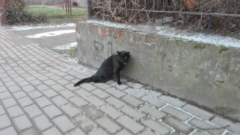 Postrzelony kot i brak reakcji policji? Służby wyjaśniają sprawę