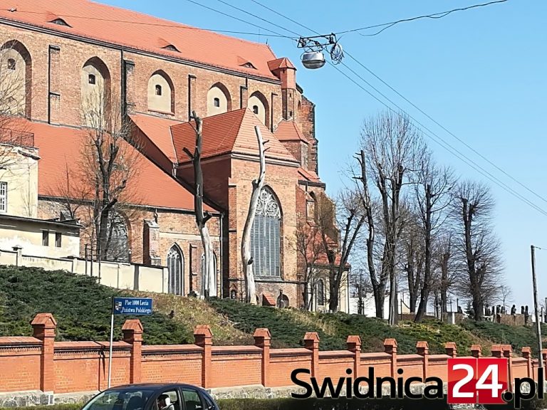 Nie będzie kary za martwe drzewa przy katedrze?