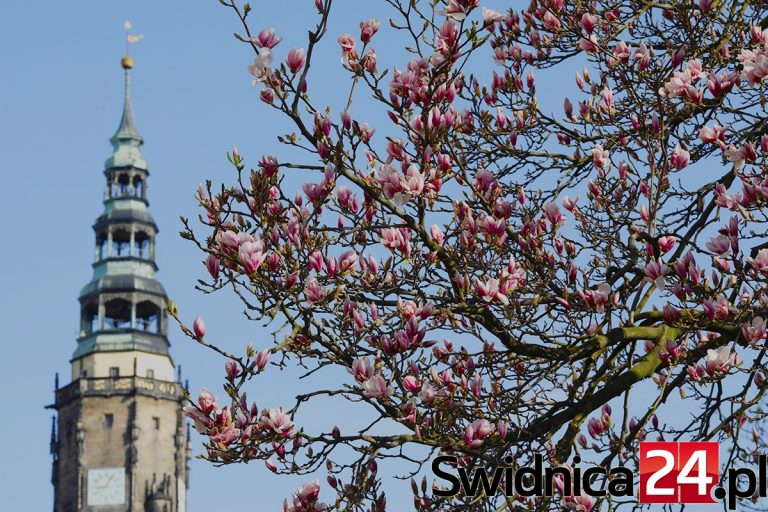Świdnickie magnolie rozwinęły kwiaty [FOTO]
