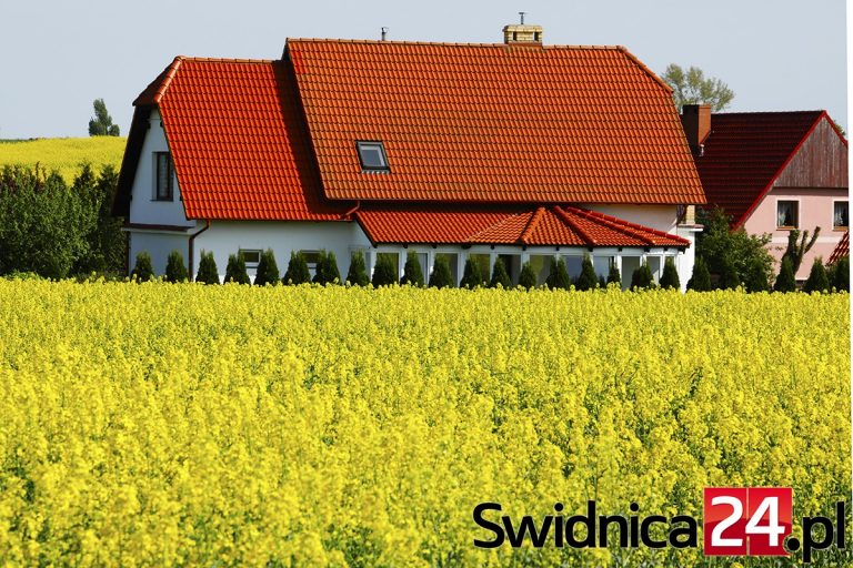 Kwitną rzepakowe pola [FOTO]