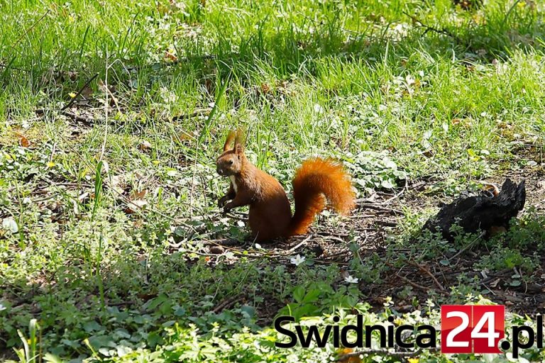 Świdnickie wiewiórki mają się znakomicie [FOTO]