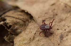 Uwaga na kleszcze! Główny Inspektor Sanitarny ostrzega, ministerstwo radzi