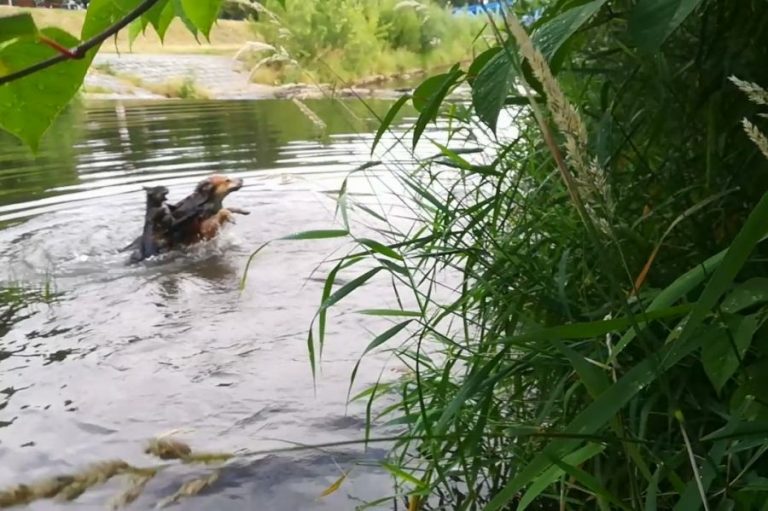 Jak pies z kotem. Zwierzęca awantura nad Bystrzycą