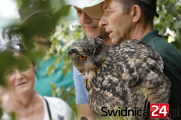 Święto Dzika trwa na świdnickim Rynku [FOTO]
