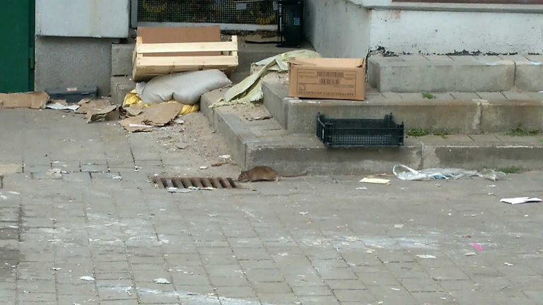 Szczury w jednym ze świdnickich marketów? [FOTO/VIDEO]