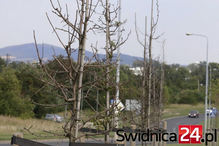 Miejska zieleń usycha? Urzędnicy oferują 10 milionów m.in. za jej pielęgnację