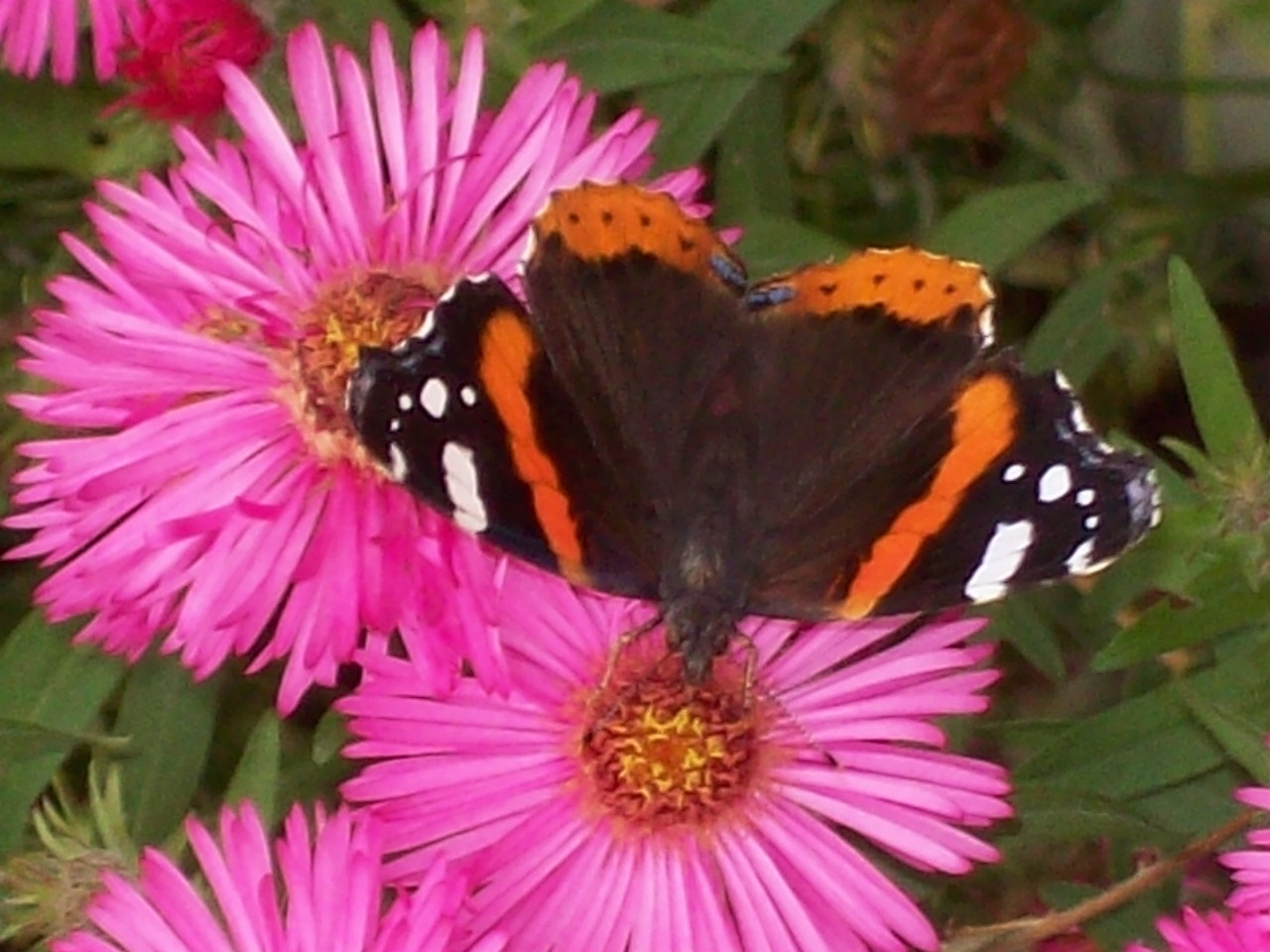 Motyl w ogrodzie ROD Aronia w Świdnicy, fot. Regina Dobrzyńska
