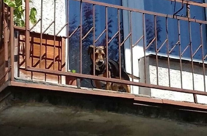 W upały i nocami trzymała psa na balkonie