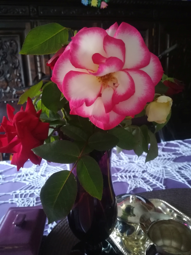 Róża z ogrodu ROD Relax w Świdnicy, fot. Violetta Ostrowska
