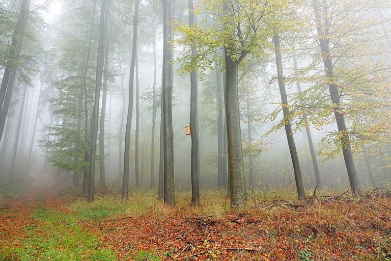 Jesienne pejzaże lasów [FOTO]
