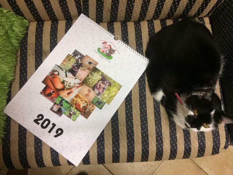 Świdnickie psy i koty w charytatywnym kalendarzu
