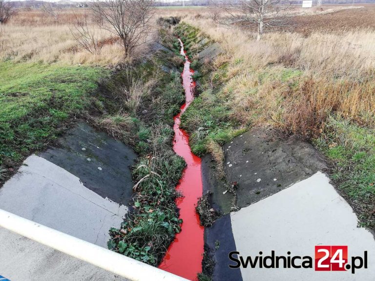 Czerwony strumień przy Szarych Szeregów. Farba zanieczyściła rów